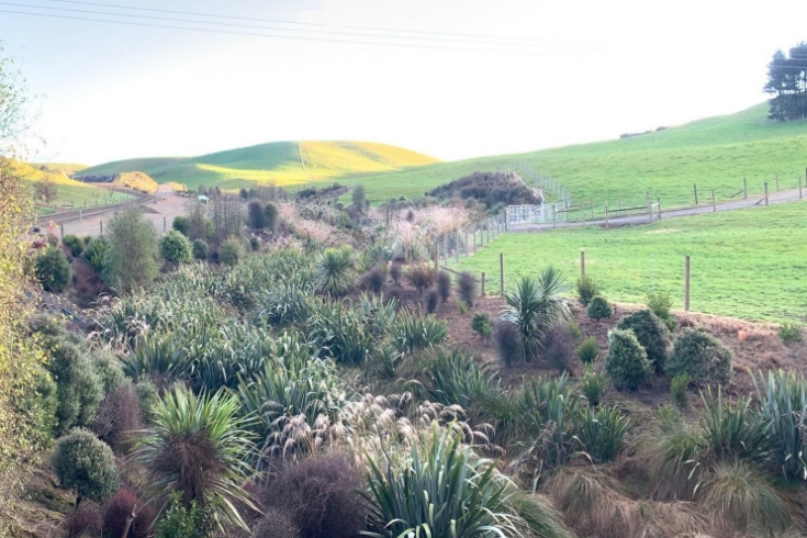 Gully Planting